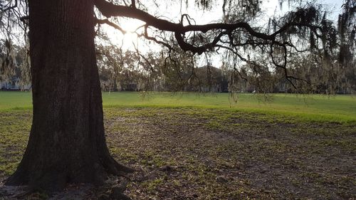 Trees on field against sky