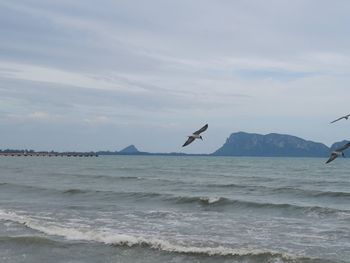 Seagulls flying over sea against sky