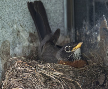 Close-up of bird in nest