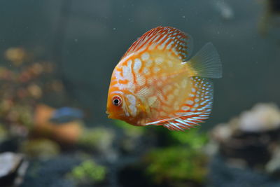 Close-up of fish swimming in aquarium