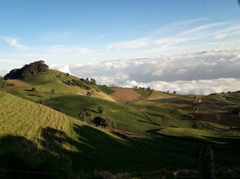 Scenic view of agricultural field against sky