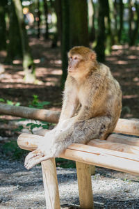 Monkey sitting on wood in forest