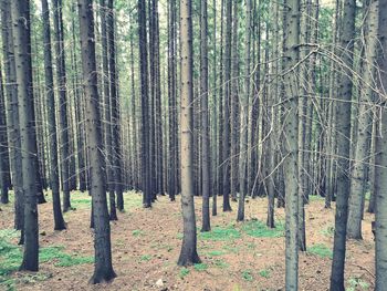 Pine trees in forest