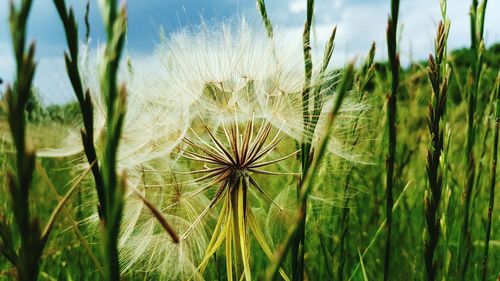 Close-up of plants against sky