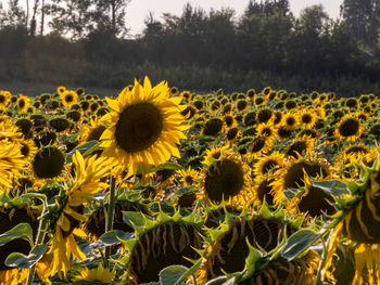 sunflower