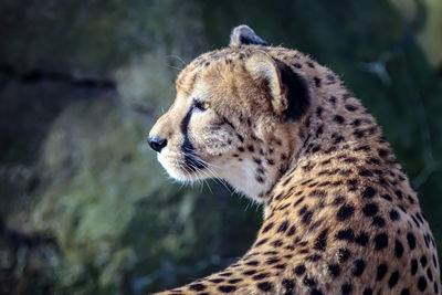 Close-up of a cat looking away