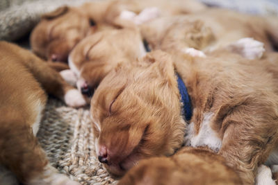 Cute dogs sleeping on blanket at home. purebred puppy of nova scotia duck tolling retriever.