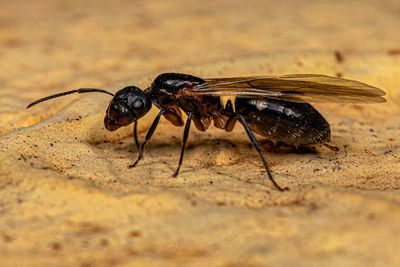 Close-up of insect