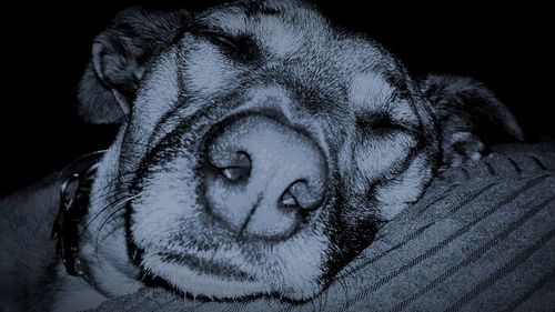 Close-up portrait of dog relaxing on black background