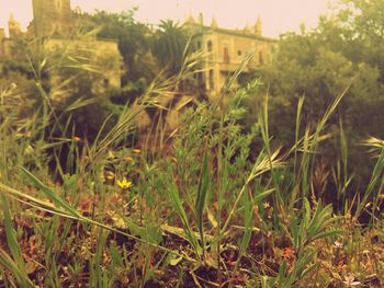 Close-up of plants on field