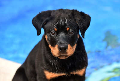 Close-up portrait of a dog