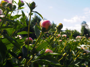 Close-up of fruits growing on plant against sky