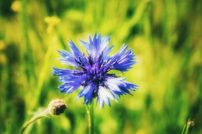 Close-up of purple flowering plant on field