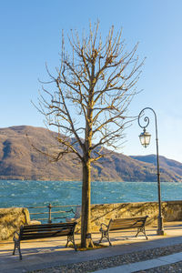 Bare tree on promenade by river against clear sky