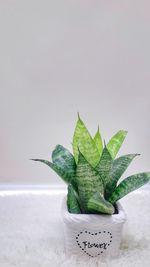 Close-up of succulent plant against white background