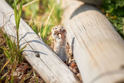 Squirrel with leaves in mouth