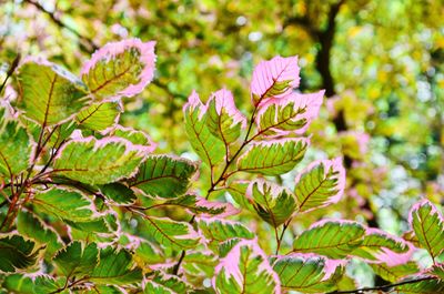 Close-up of flowers growing on plant