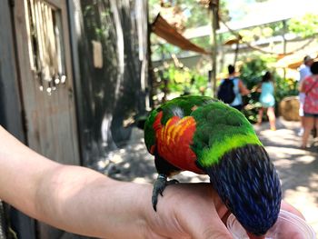 Cropped image of hand holding colorful bird