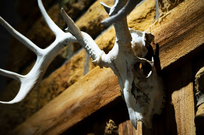 Close-up of animal skull