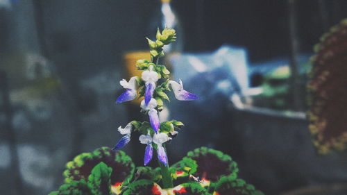 Close-up of purple flowers blooming outdoors