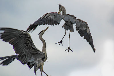 Low angle view of birds flying