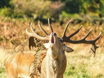 Close-up of deer on field