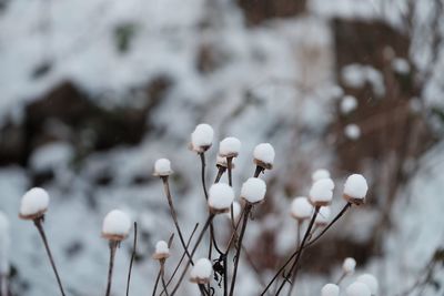 Close-up of white flowers