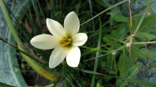 Close-up of flower blooming outdoors