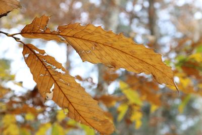 Close-up of maple leaves against blurred background