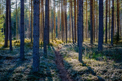 Pine trees in forest