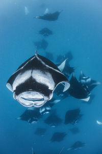 Wide angle view of a school of manta rays, baa atoll