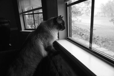 Close-up of cat sitting on window sill