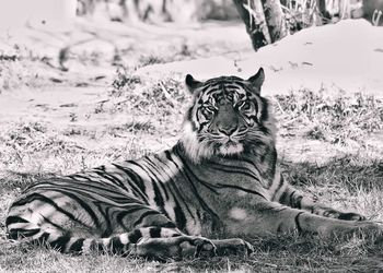 Portrait of tiger relaxing on field