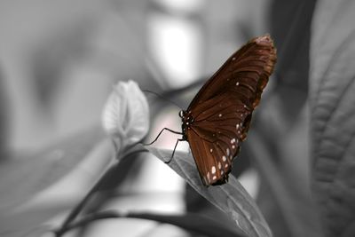 Close-up of butterfly on leaf