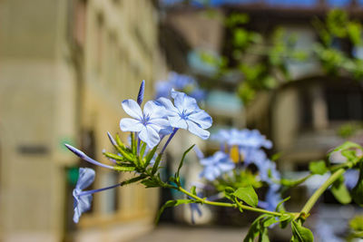 Close-up of white flowering plant