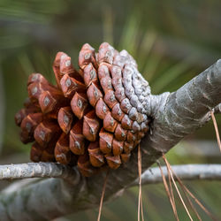 Close-up of dead plant