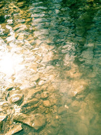 Trees in water