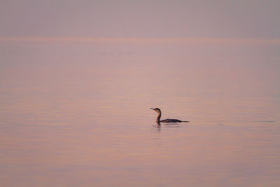 Bird swimming in sea