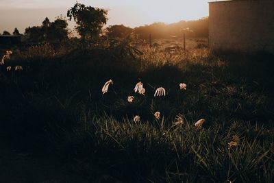 Scenic view of flowering plants on field during sunset