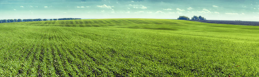 Scenic view of farm against sky