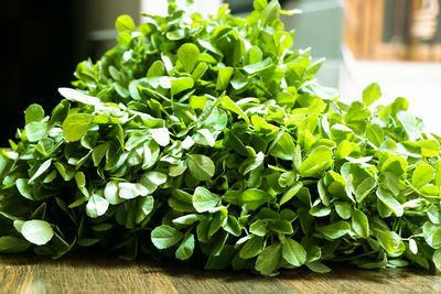 Close-up of green leaves