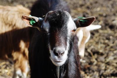 Portrait of black goat