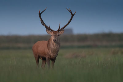Portrait of deer standing on field