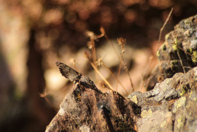 Close-up of butterfly on tree trunk