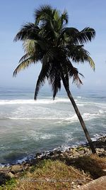 Palm trees on beach