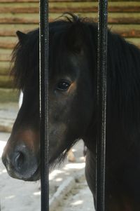 Close-up of horse on field