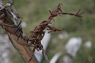 Close-up of dried plant