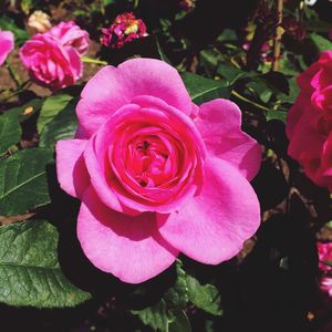 Close-up of pink rose