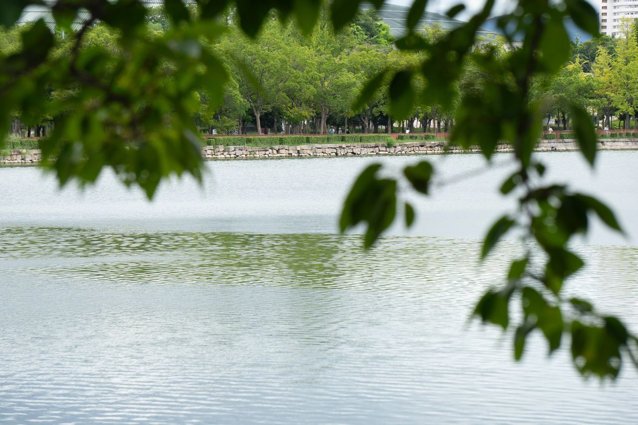 tree, plant, water, nature, waterfront, day, growth, lake, outdoors, beauty in nature, no people, reflection, focus on background, motion, blurred motion, tranquility, green color