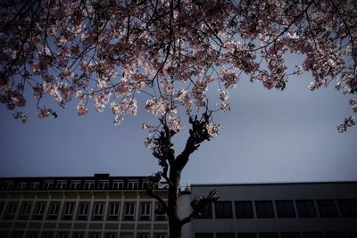 Low angle view of trees against sky